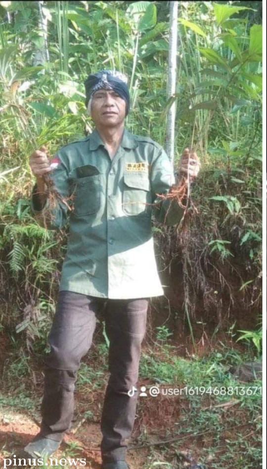 YPLHI Cianjur Lakukan Penanaman Pohon Aren di Sekitar Hutan Cijampang