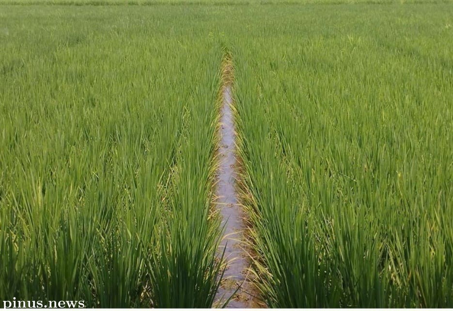 343.000 Hektare Sawah Jabar Siap Diairi dengan Pompanisasi
