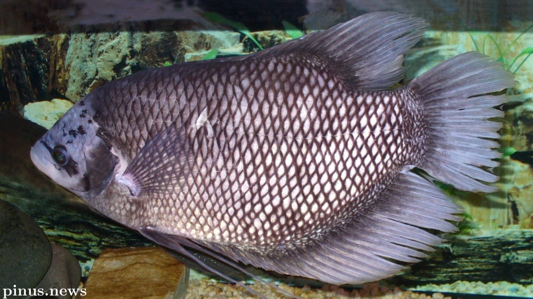 Pejabat Eselon II Cianjur Terkejut Ikan Gurame Berat 4 Kg dalam Aquarium Dibuang ke Tong Sampah