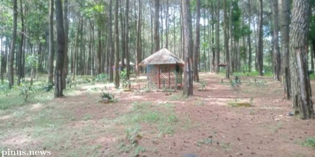 Wisata Hutan Pinus Patrol Valley Cibinong Cianjur, Udaranya Sejuk Segar, Indah Dinikmati
