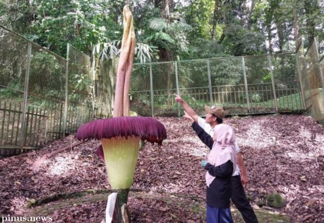 Ke Tujuh Kalinya Bunga Bangkai Indukan Mekar di Kebun Raya Cibodas