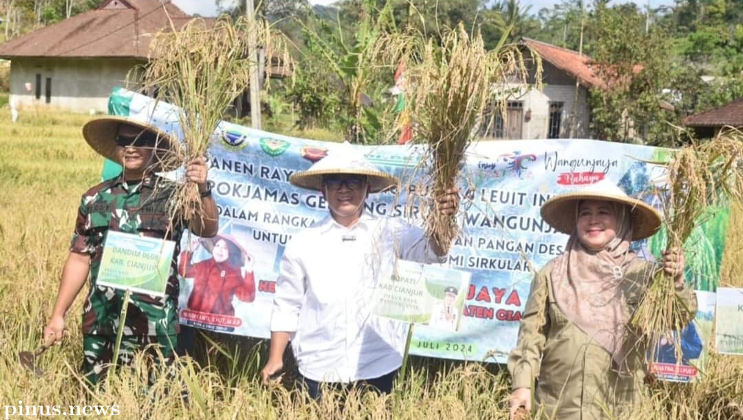 Bupati Cianjur Panen Raya Program Ketahanan Pangan Di Desa Wangunjaya 