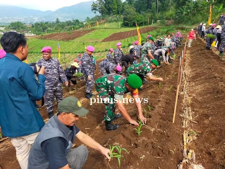 Danramil 0608-04/Cipanas Hadiri Garnas Penanaman Sorgum TNI AL